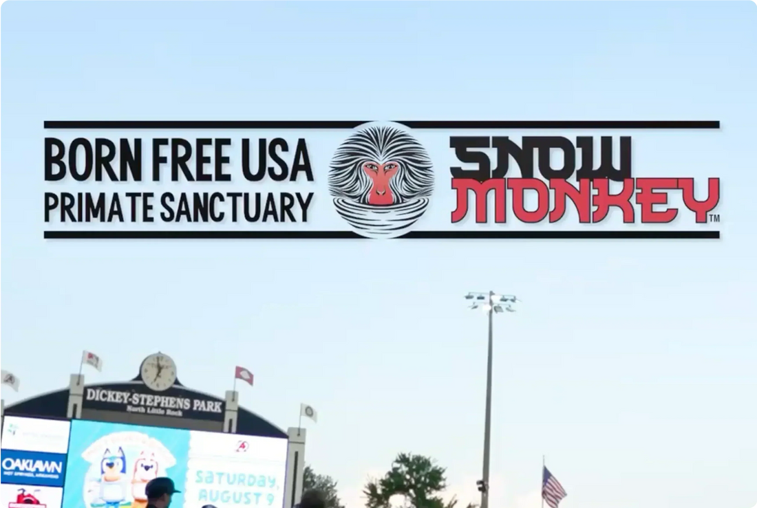 Snow Monkey Teams Up with Born Free USA to Support Primate Conservation